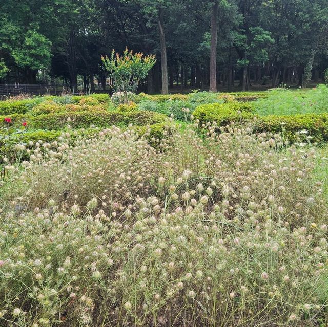 東京都心最大嘅公園：代代木公園隨意遊
