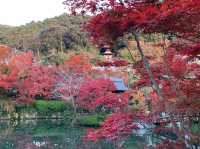 เที่ยวใบไม้เปลี่ยนสี เกียวโต วัดเอกันโดเซ็นริน 🍁⛩️