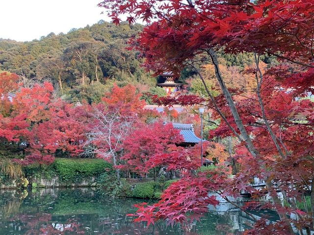 เที่ยวใบไม้เปลี่ยนสี เกียวโต วัดเอกันโดเซ็นริน 🍁⛩️