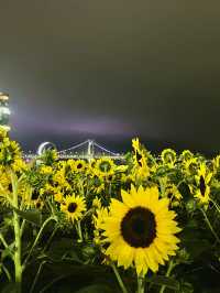해바라기가 활짝 핀 7월의 광안리 해수욕장🌻