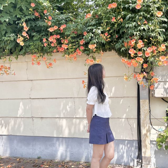 경주 황리단길 능소화스팟