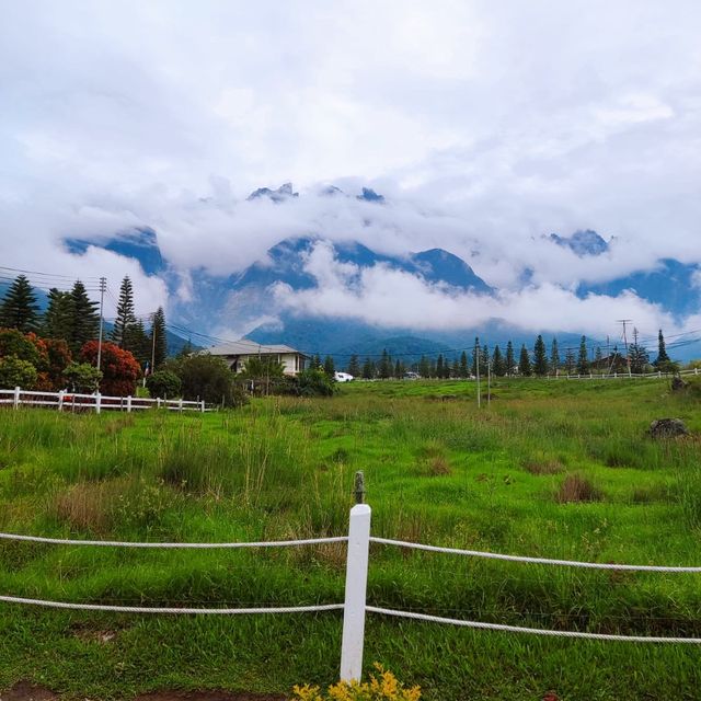 Scenic Desa Cattle Dairy Farm