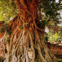 Exploring Ayutthaya Historical Park 