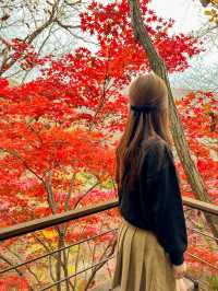 서울근교 가장 핫하다는 단풍명소 소개와 꿀팁🍁