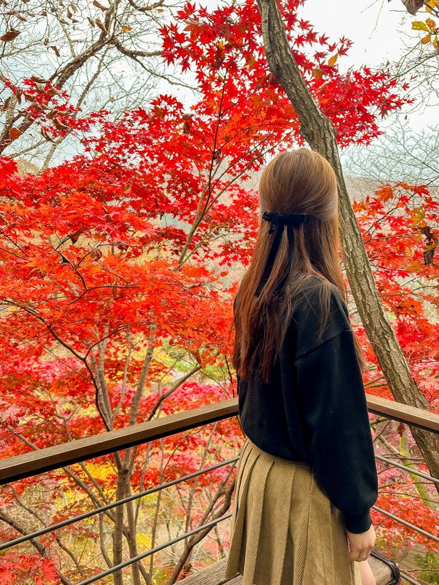서울근교 가장 핫하다는 단풍명소 소개와 꿀팁🍁