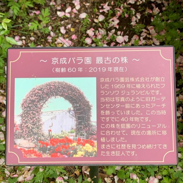 ロザリアン憧れの地　京成バラ園