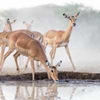 四草野生動物保護區 🐾🌿野生動物的奇妙世界 🦌🌳
