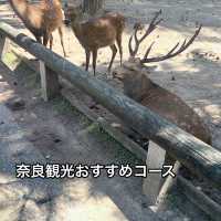 3時間で回れる！奈良観光地おすすめコース✨