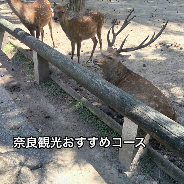 3時間で回れる！奈良観光地おすすめコース✨