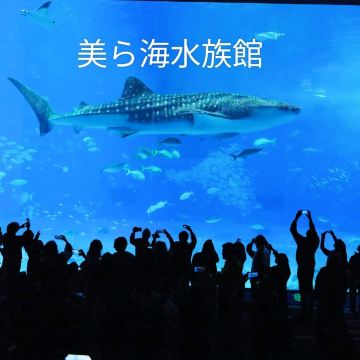 沖縄】美ら海水族館✨ジンベエザメに出会えちゃう✨ | Trip.com 本部町
