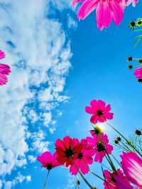 【愛知】秋の絶景！幻想的なコスモス畑が美しいモリコロパーク🌸