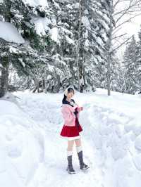 머리까지 쌓인 눈을 볼 수 있는 일본 설경 스팟❄️