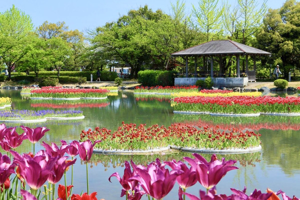 Tonami Tulip Park 💐🌷 | Trip.com Tonami