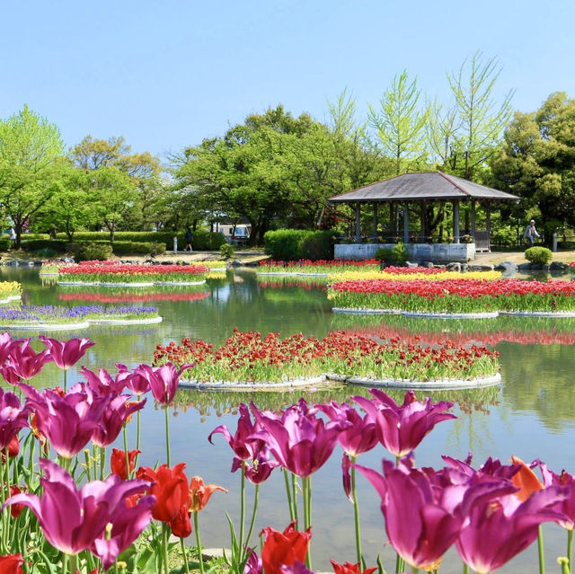 Tonami Tulip Park 💐🌷