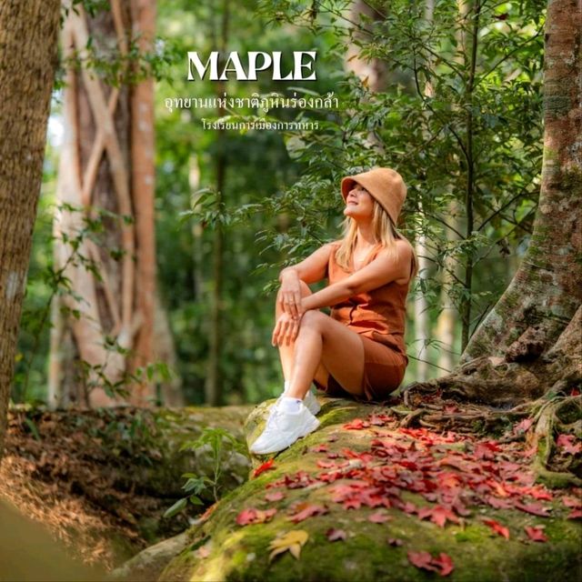 ชมใบก่วมแดง (Meple) ภูหินร่องกล้า 