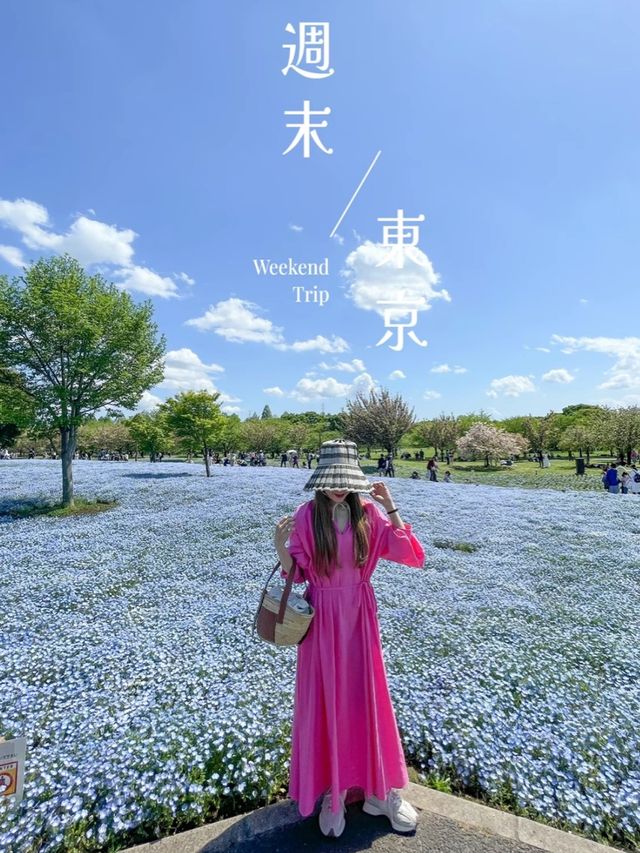 東京で絶景ネモフィラ！無料で楽しめる！舎人公園