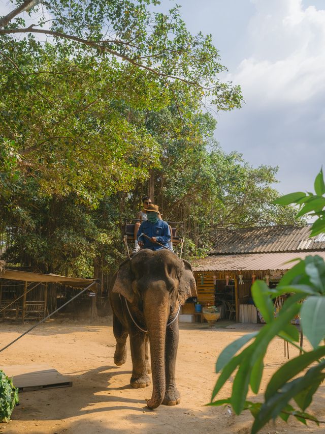 파타야 핫플 코끼리가 살고있는 몽창카페 🐘