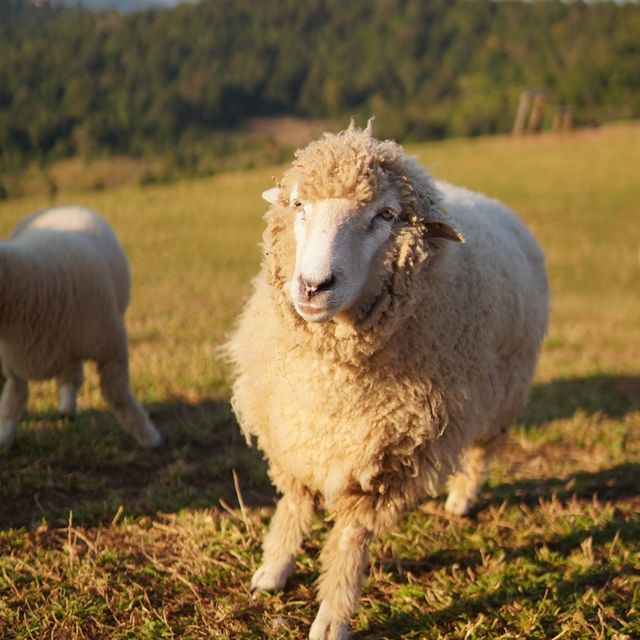 ✨Akha Farmville 🐑 ฟาร์มสุดฮิต ดอยช้าง เชียงราย