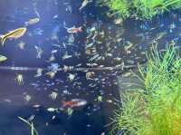 【仙台うみの杜水族館】水族館とちいかわ