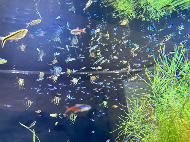 【仙台うみの杜水族館】水族館とちいかわ