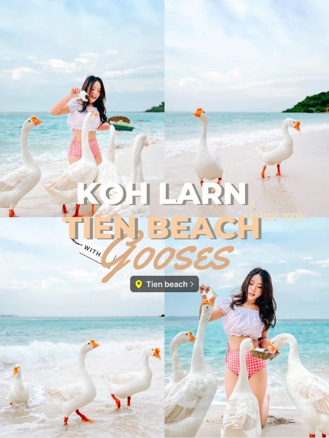How to? ถ่ายรูปกับน้องห่านจึ้งๆ | เกาะล้าน