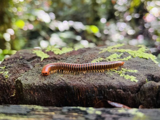 Found red millipede in the heart of Mulu.