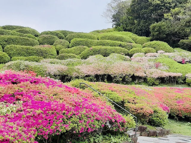 Full of Azalea Bloom is amazing