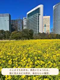 【東京|新橋】春を楽しむ菜の花畑🌼