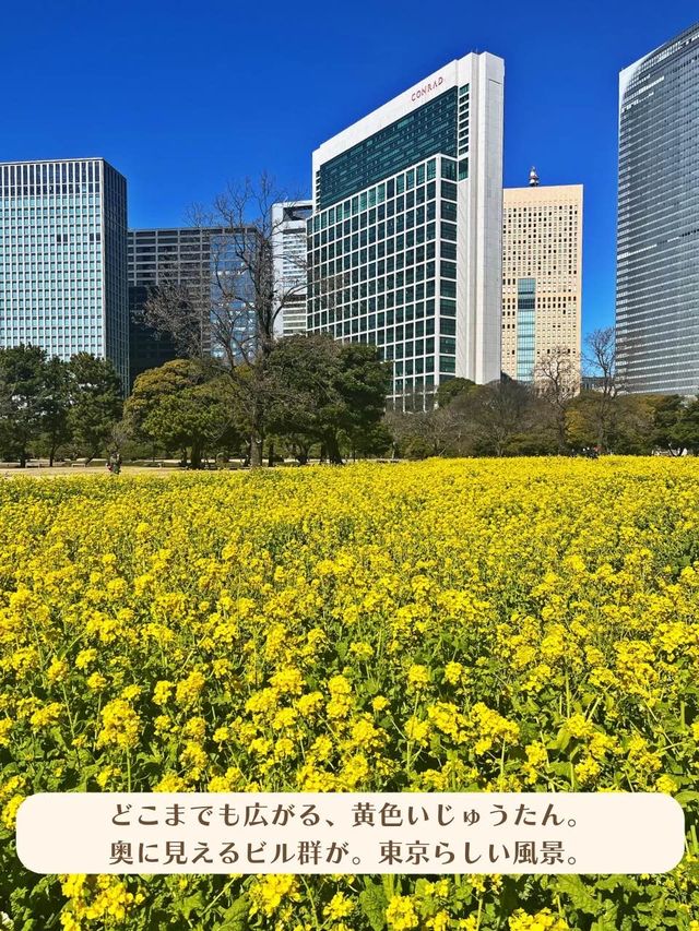 【東京|新橋】春を楽しむ菜の花畑🌼