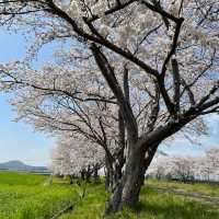 延々と続く桜並木は圧巻