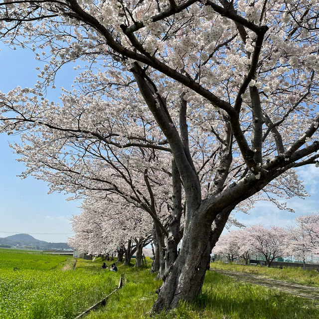 延々と続く桜並木は圧巻