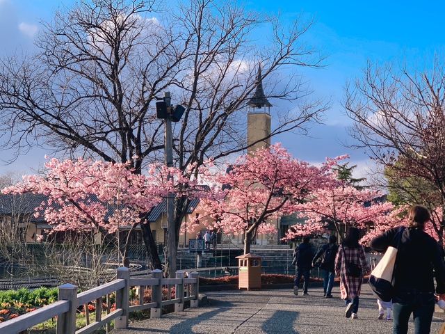 เที่ยวซากุระที่ Nabana no sato💗🌸🌸