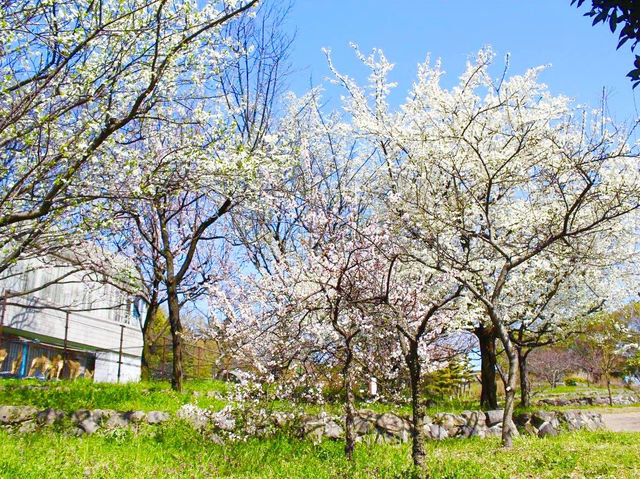 ชมดอกซากุระ 🌸 ที่สวนสาธารณะทสึรุมิ เรียวคุจิ