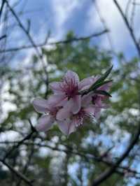 Cherry blossom in Hmong King’s Palace🌸🌸