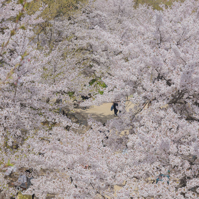 서울 대표적인 봄 나들이 갈만한곳 서울숲