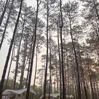นอนชิว สดชื่น ในป่าสนธรรมชาติสวนป่าดอยบ่อหลวง