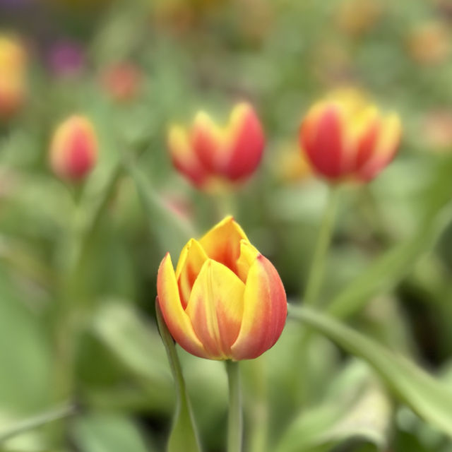 Hong Kong Flower Show  brings joy to town 