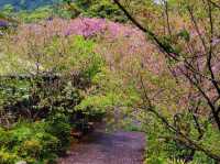 陽明山櫻花花況更新，陽明山美景不可錯過