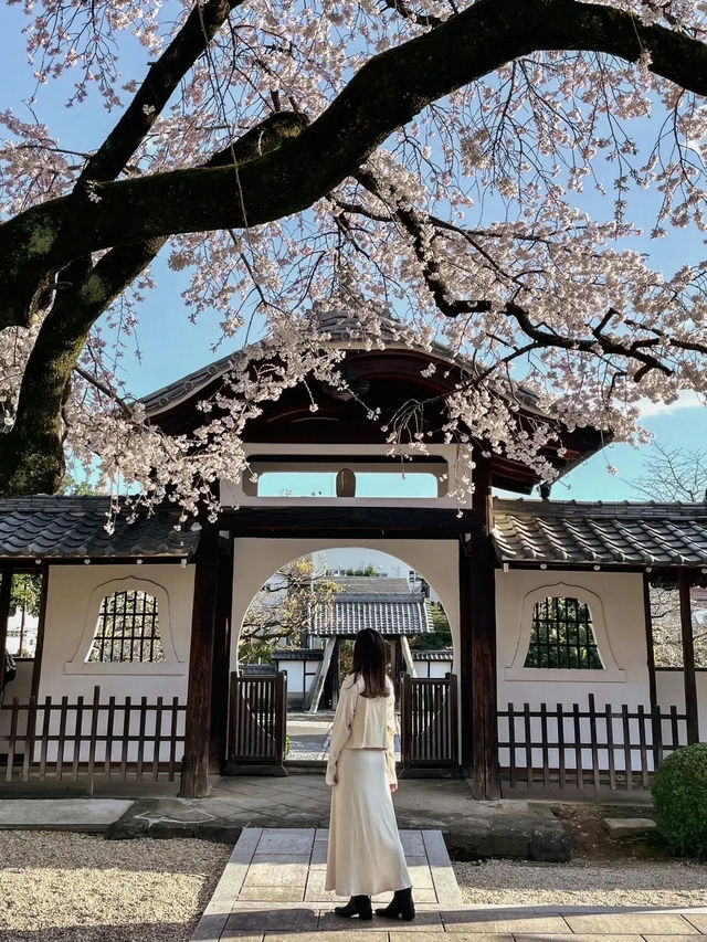 【愛知】名古屋市内でひと足早く桜しだれ桜が咲くお寺