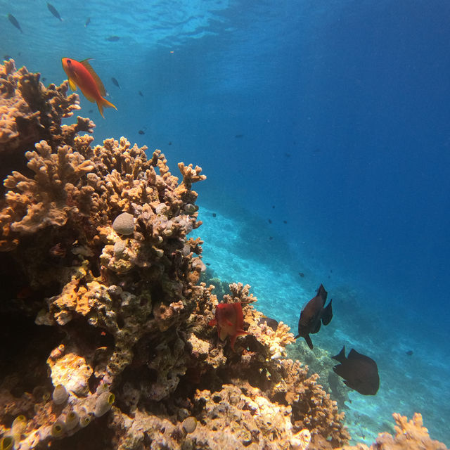 Magnificent Maafushi Maldives!