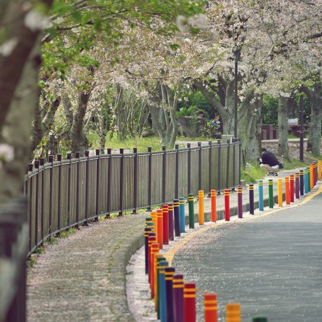 🌸 제주종합경기장, 숨겨진 벚꽃 명소
