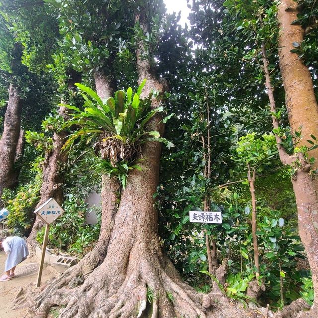 【沖縄】自然豊かな沖縄らしいスポット⭐備瀬のフクギ並木⭐