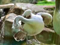 Singapore Zoo
