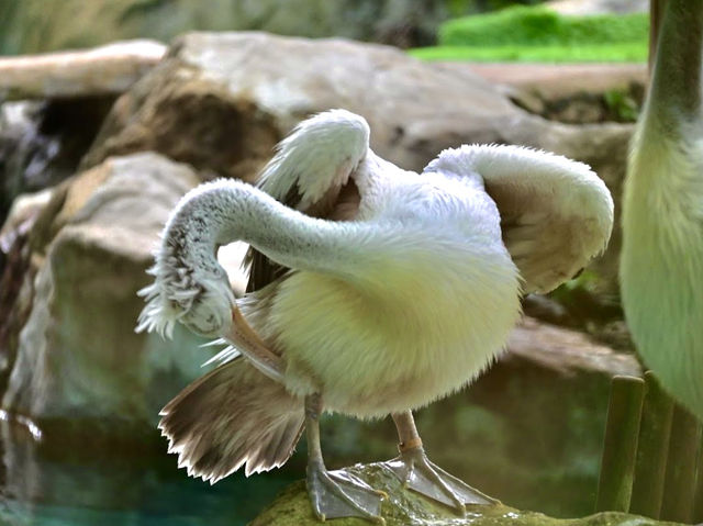 Singapore Zoo