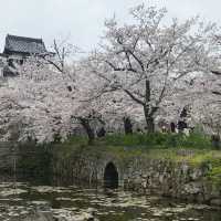 富津公園：春季賞櫻勝地，日本必遊景點