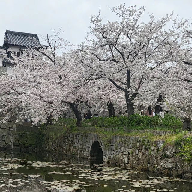 富津公園：春季賞櫻勝地，日本必遊景點