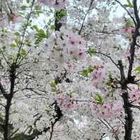 富津公園：春季賞櫻勝地，日本必遊景點