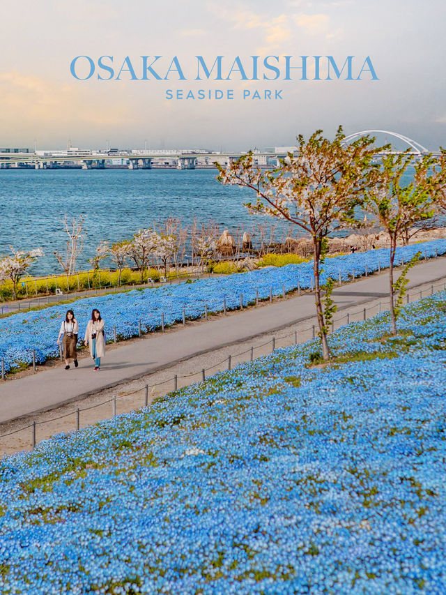 Osaka Maishima Seaside Park ทุ่งดอกเนโมฟีลาโอซาก้า