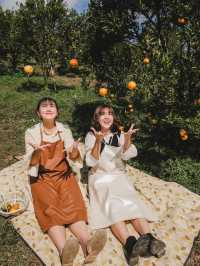 เก็บส้มสดๆจากต้นที่ ‘สวนของฉัน My garden’
