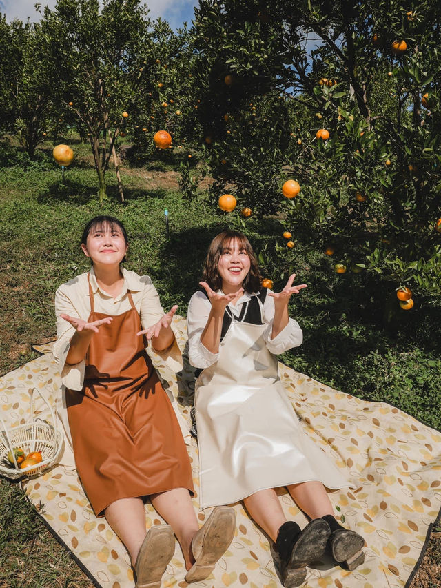 เก็บส้มสดๆจากต้นที่ ‘สวนของฉัน My garden’